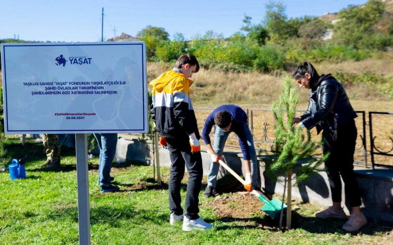 Şəhid övladları Şuşada ağac əkiblər 