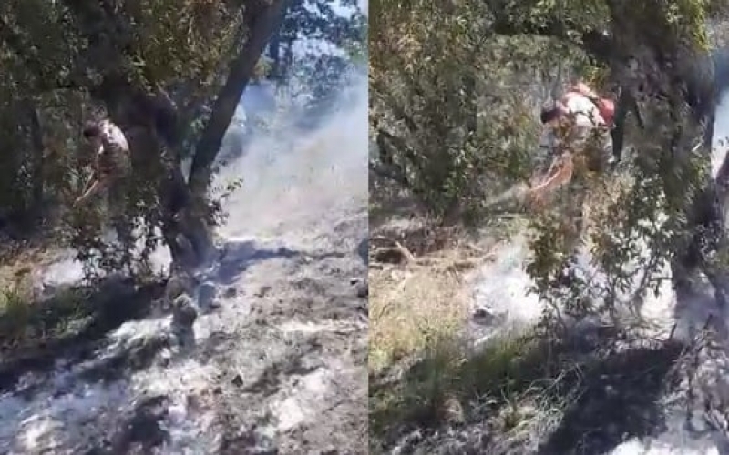 Cəlilabad rayonunda meşə yanıb -   VİDEO